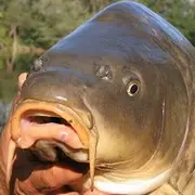 carpe