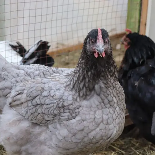chicken-4658812-1280