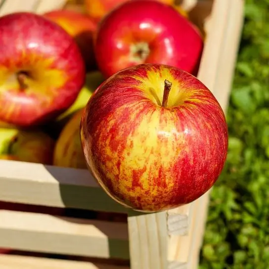 apple-1589874_1280