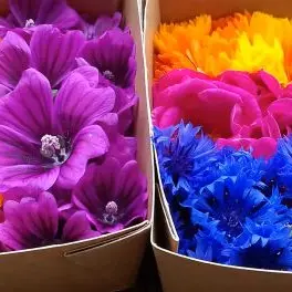 Plantes aromatiques médicinales et fleurs comestibles bio