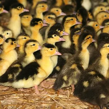 ferme_roulland_canetons_1