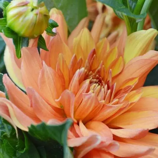 fleur-2