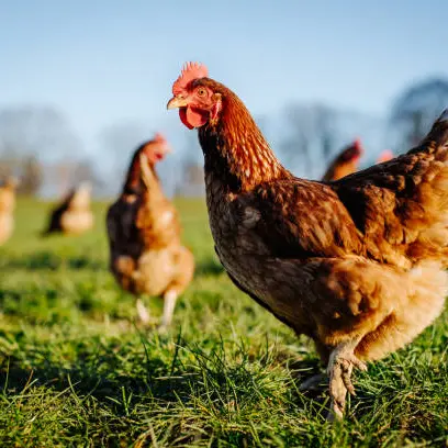 Poules