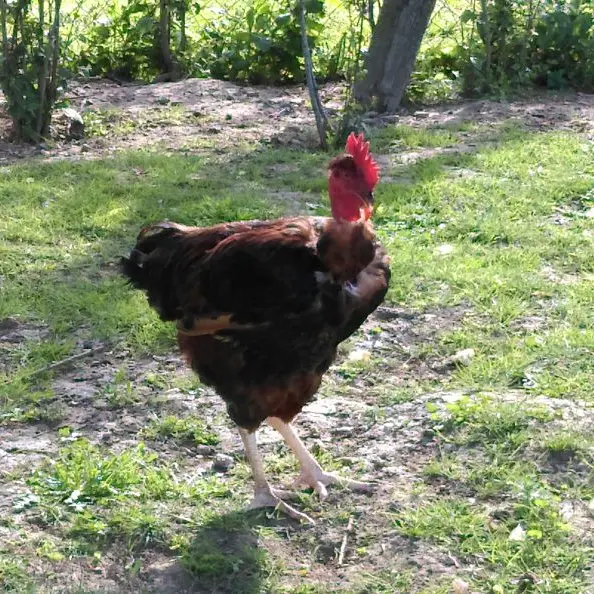 Poulet