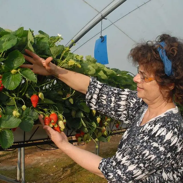 patricia-rebillou-fraisicultrice