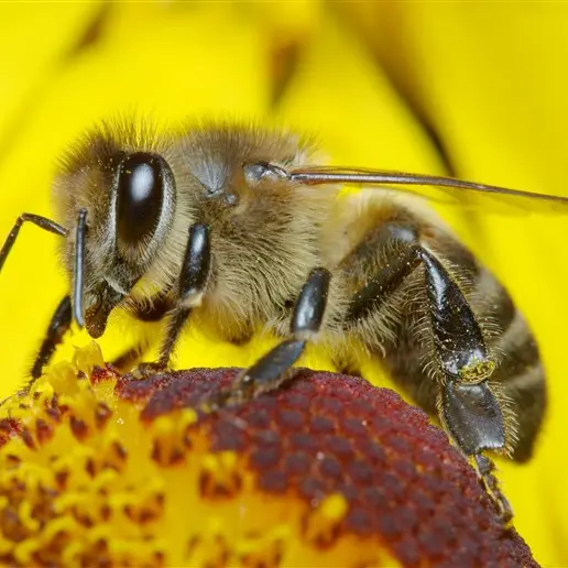 abeille
