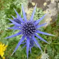 plantes-medicinales-6