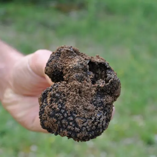 truffeS