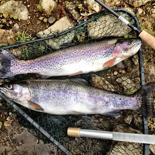 trout-2060370_640