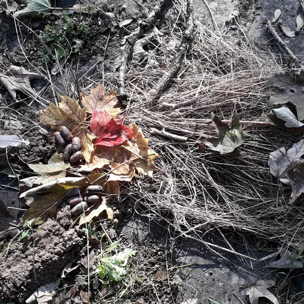 Bout d'choux Landart