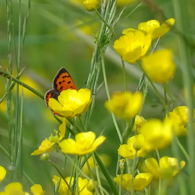 Les papillons du bocage