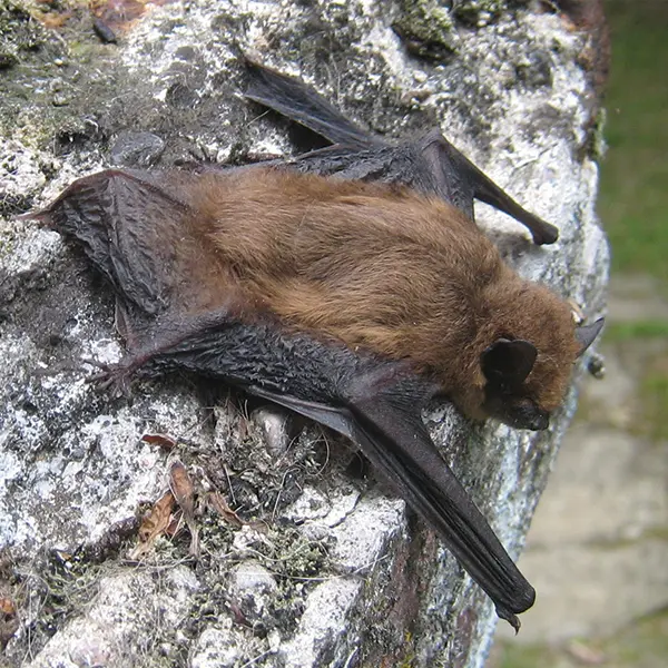 Nuit internationale de la chauve-souris