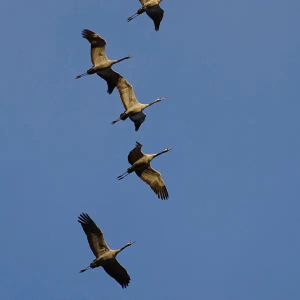 Journée européenne de la migration des oiseaux