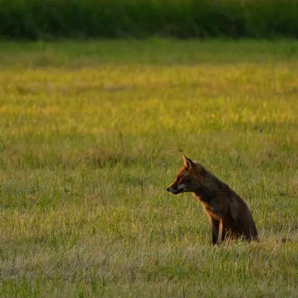 Visite crépusculaire du bocage (c) P. Dhuicq