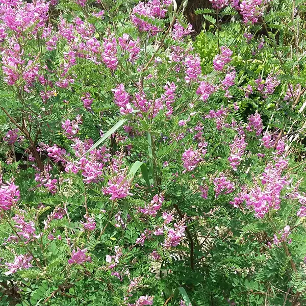 Visite plantes tinctoriales