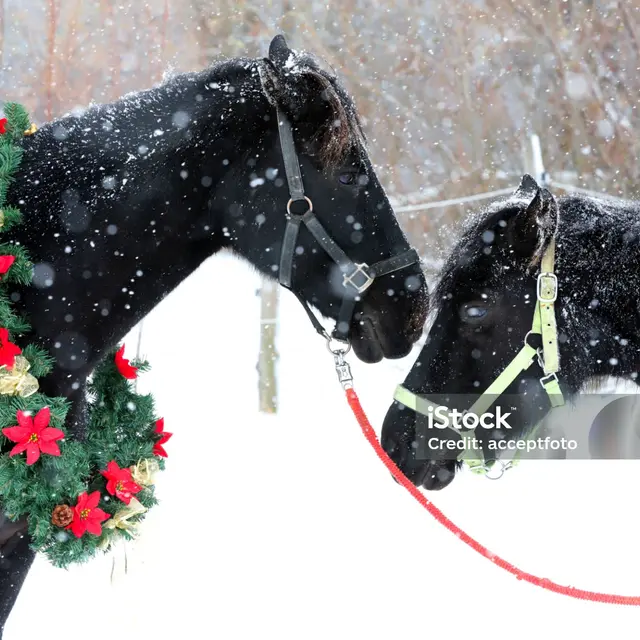 chevaux noel pixabay