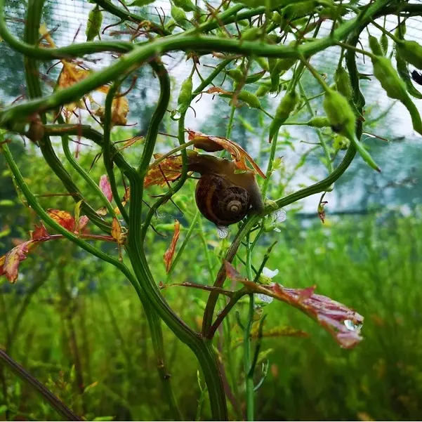 Conserverie - Les Escargots de la Baie - Saint-Broladre