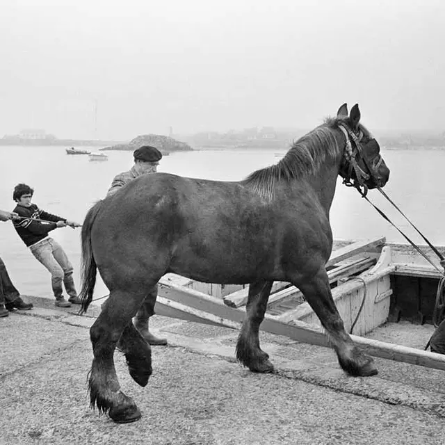 Embarquement d'un cheval pour le continent. Batz. 1980