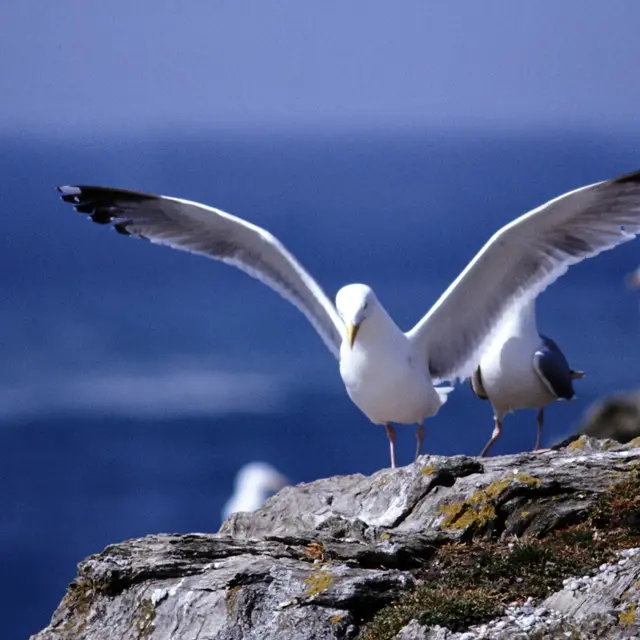 694024_nature_-_ile_photogenique_4_saisons_jean_paul_sauvaget_3