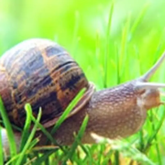 escargoterie-groix-Lorient-morbihan-bretagne-sud