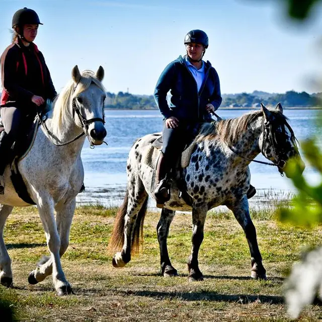 La-Calèche-de-Séné-Golfe-du-Morbihan-Bretagne sud