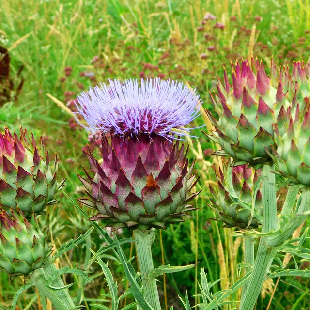 11. Potager débutant légumes