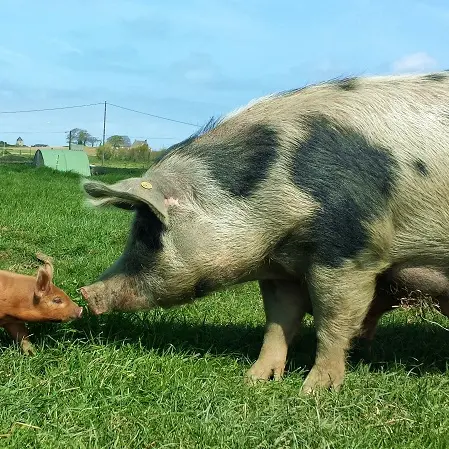 La Ferme du Pré Bois - Chacuterie - Saint-Malo
