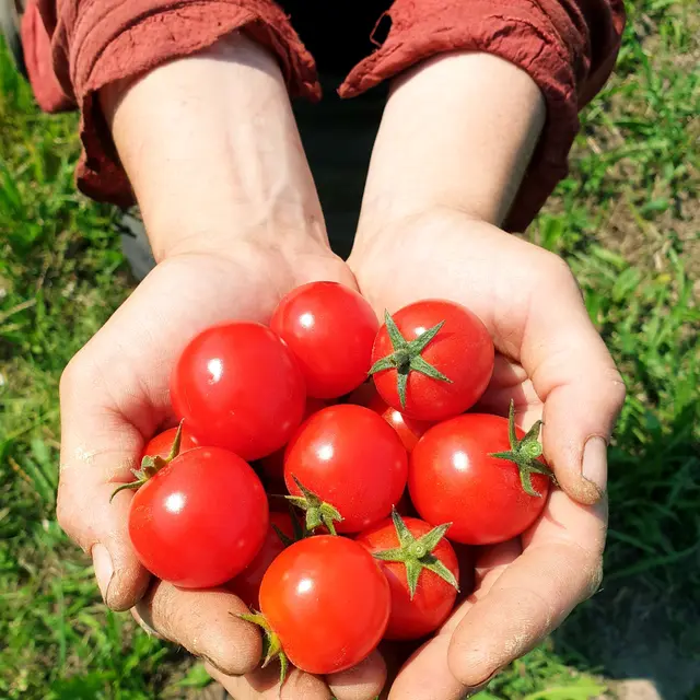 Légume de saison - La Ferme Bénaise St Malo