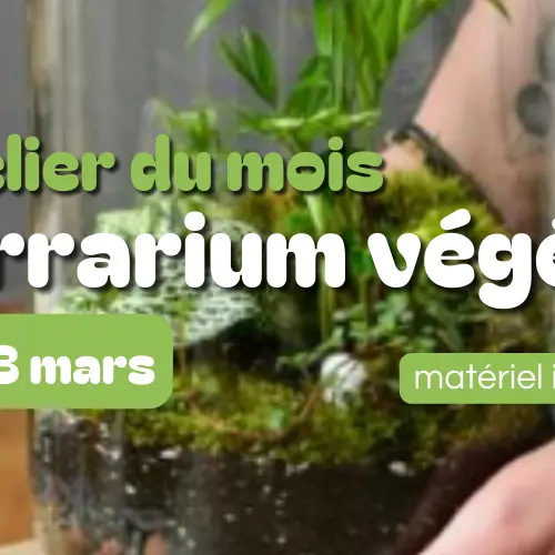 Atelier terrarium