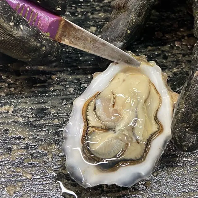 Aber Wrac'h Huîtres Bar