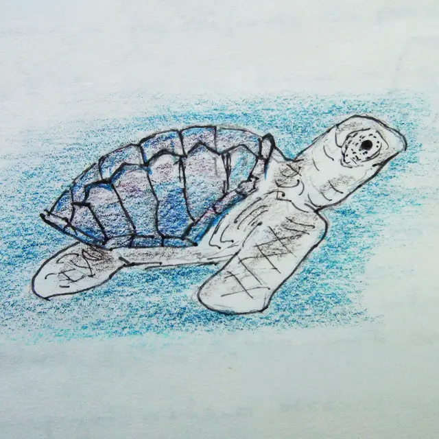 tortue