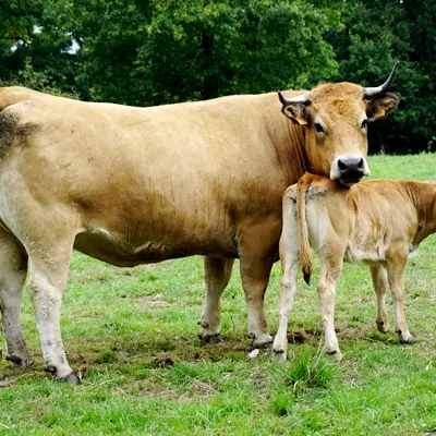 vache aubrac