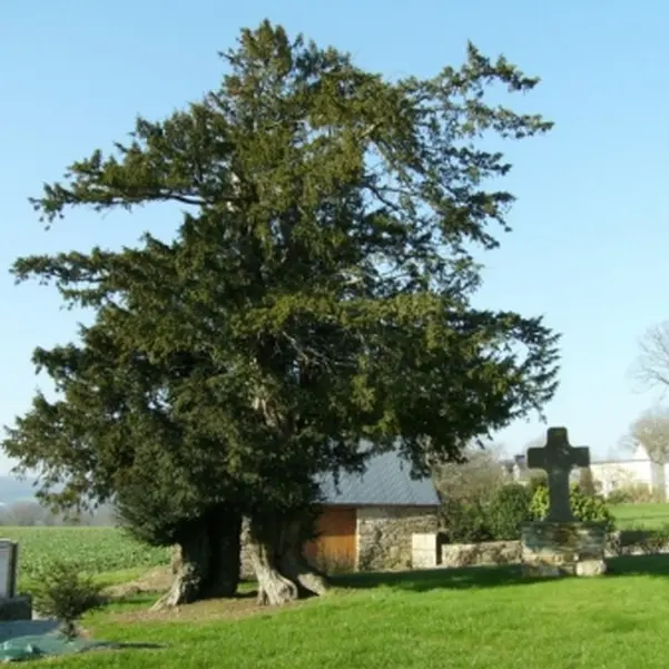 Arbre remarquable if - Ruffiac - Morbihan - Bretagne