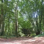Bois-du-Nevet