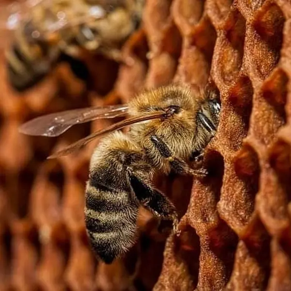 BZzzH Apiculture - Quily - Val d'Oust - Morbihan