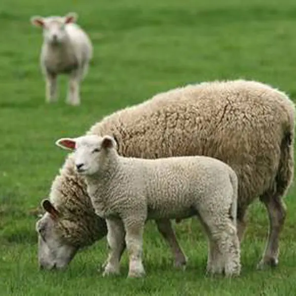 agneau