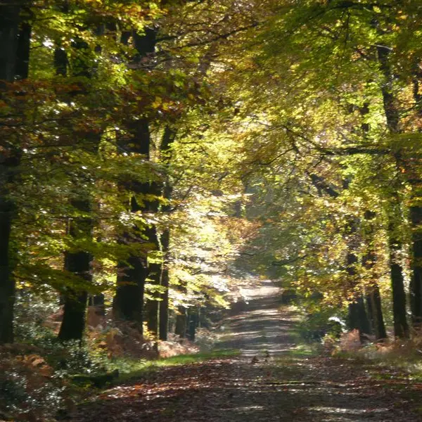 Le Cannée