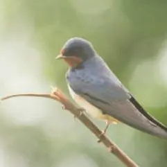 Capture oiseau