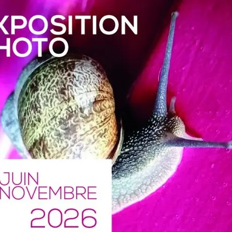 affiche_escargot_rose-31c10