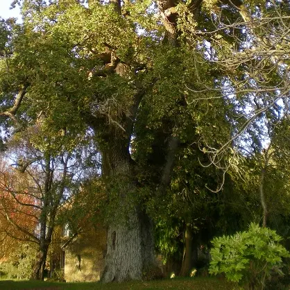 Caro chêne du presbytère web recadré