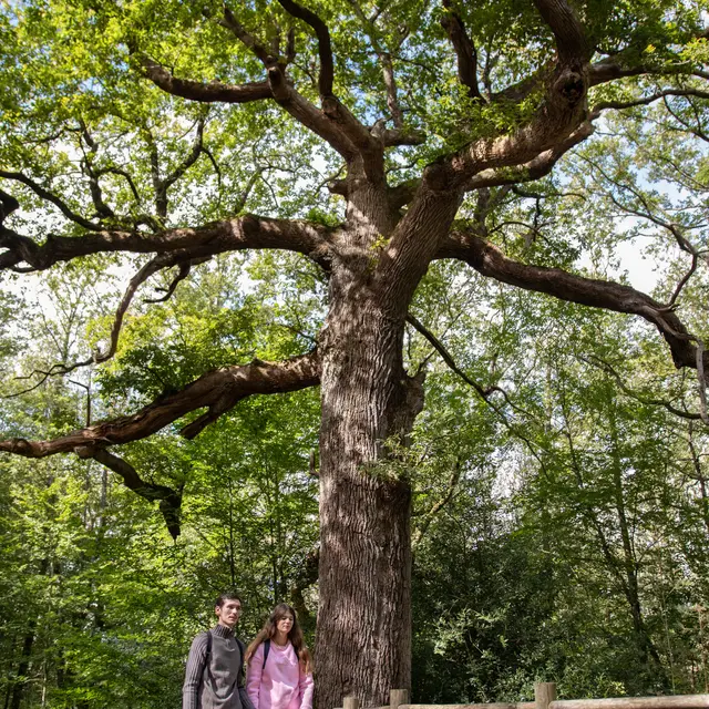 Chêne des Hindrés ©Noëlla Pennanech - Destination Brocéliande16