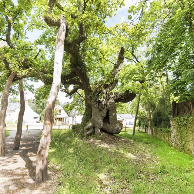 Chène remarquable Locmalo6