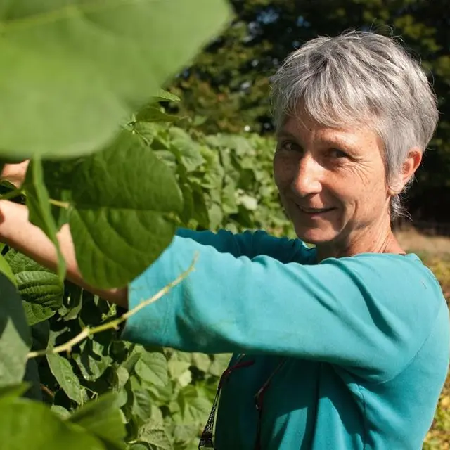 Corinne cueille les haricots verts