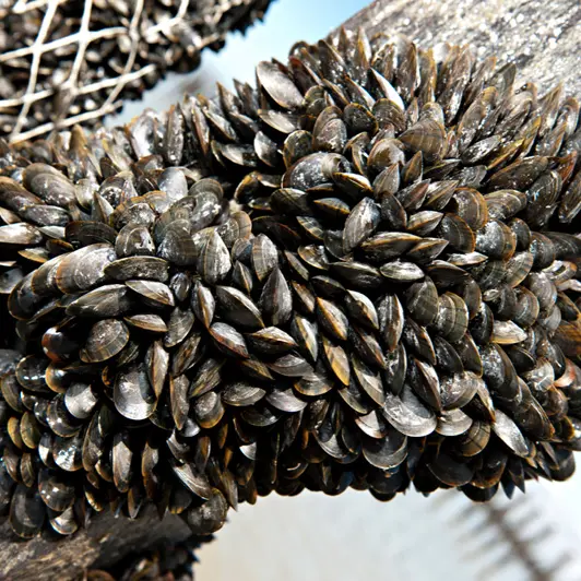 AOP Moules de bouchot de la Baie du Mont-Saint-Michel