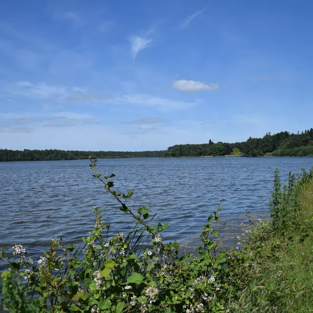 Etang du Pas du Houx