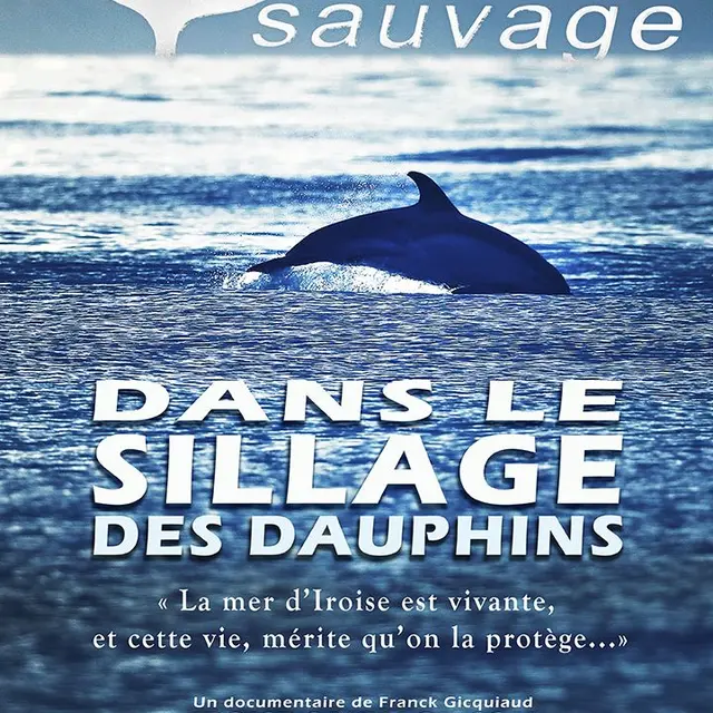 Dans le Sillage des Dauphins