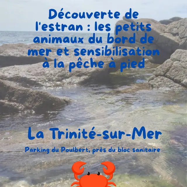 Découverte de l'estran