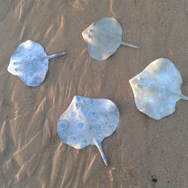 Galerie-le-Crabe-Bleu-Saint-Lunaire-raies-2