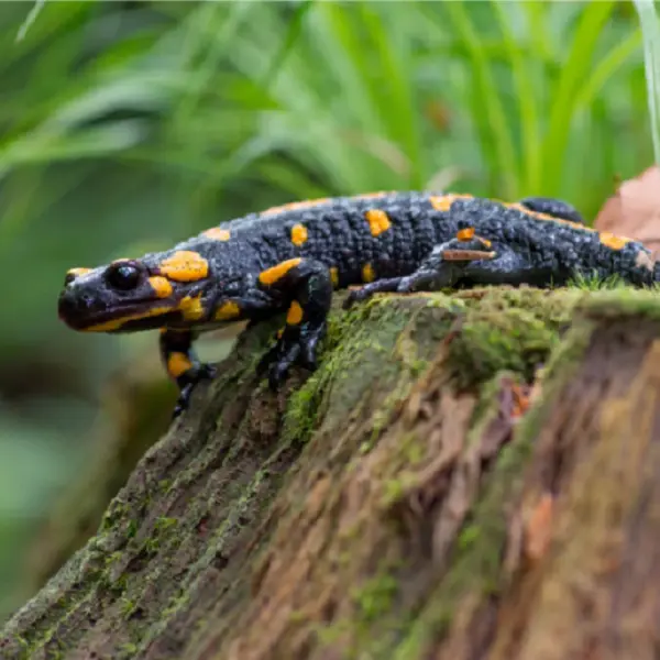 sortie_nature_salamandre_reveil_dragons_Concoret_DestinationBrocéliande