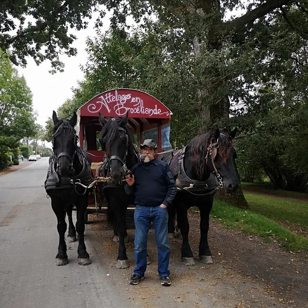 La calèche est dans le pré